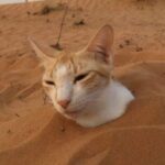 bichinhos do zap bichinhos do zap